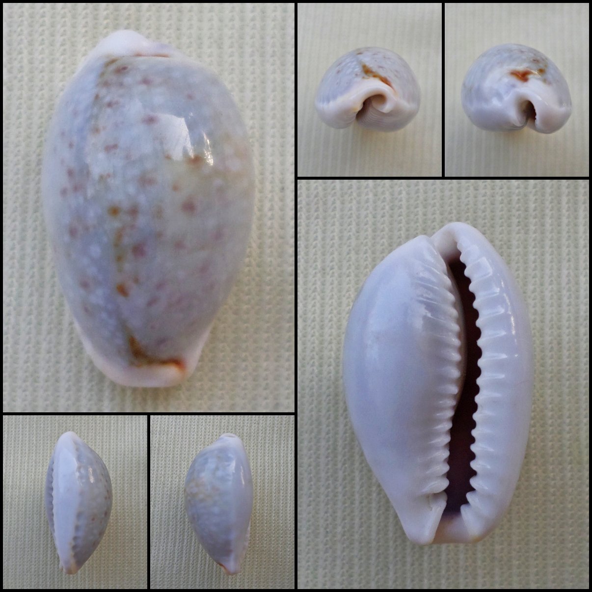 ACA32 - Erosaria boivinii 20.85mm