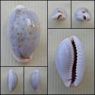 ACA32 - Erosaria boivinii 20.85mm