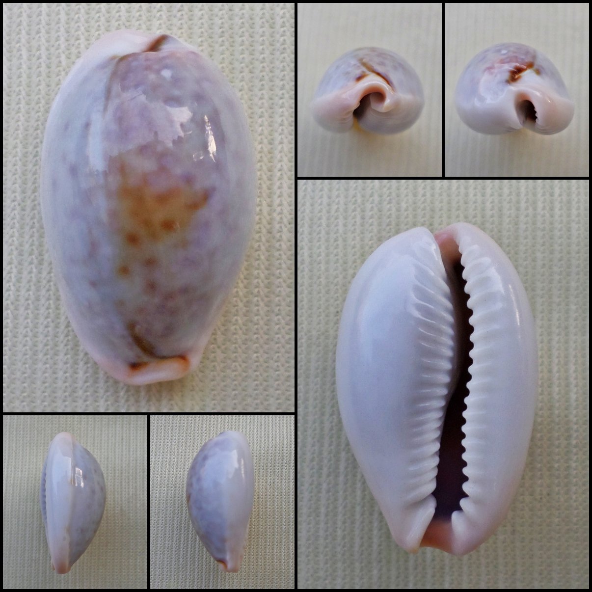 ACA33 - Erosaria boivinii 21.49mm