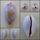 ACA33 - Erosaria boivinii 21.49mm