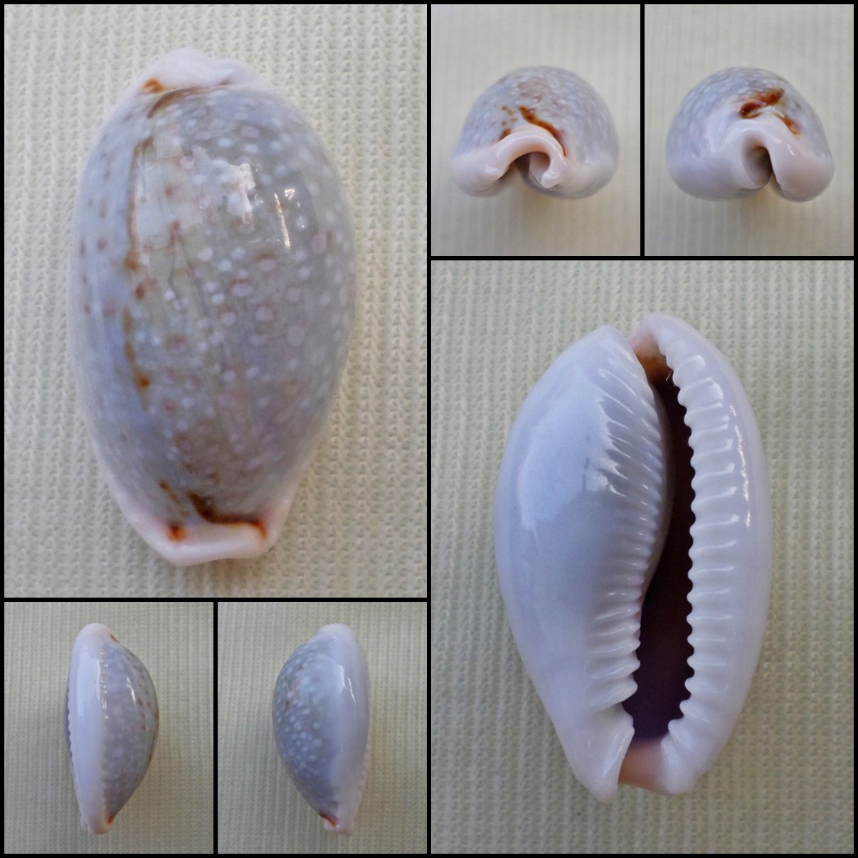 ACA34 - Erosaria boivinii 23.22mm