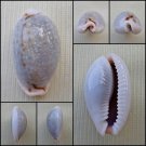 ACA34 - Erosaria boivinii 23.22mm
