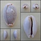 ACA35 - Erosaria boivinii 19.31mm