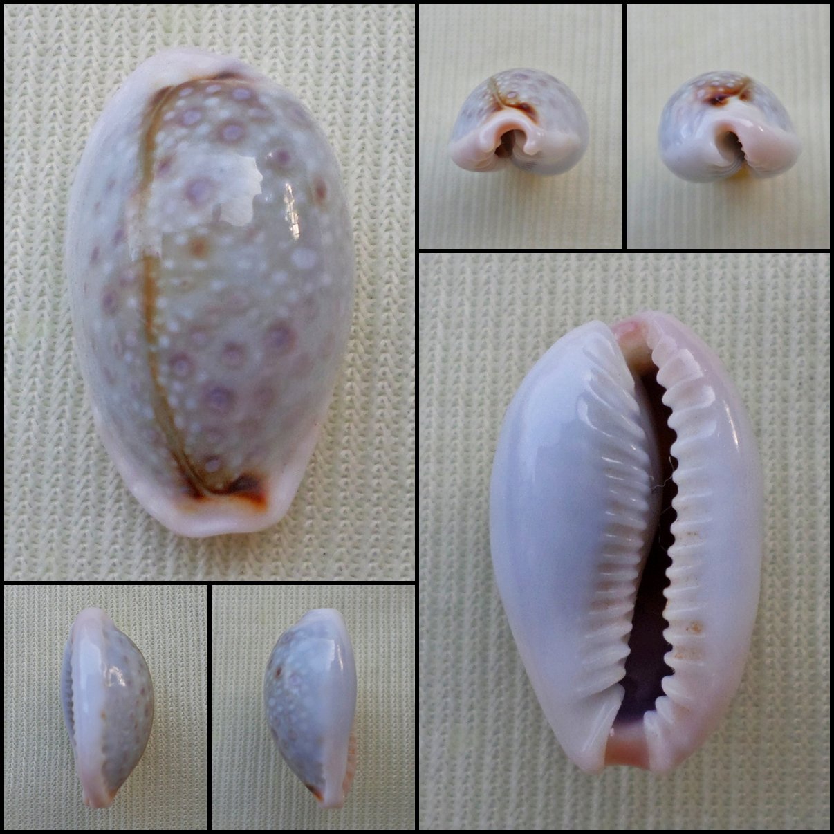 ACA36 - Erosaria boivinii 19.68mm