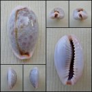 ACA36 - Erosaria boivinii 19.68mm