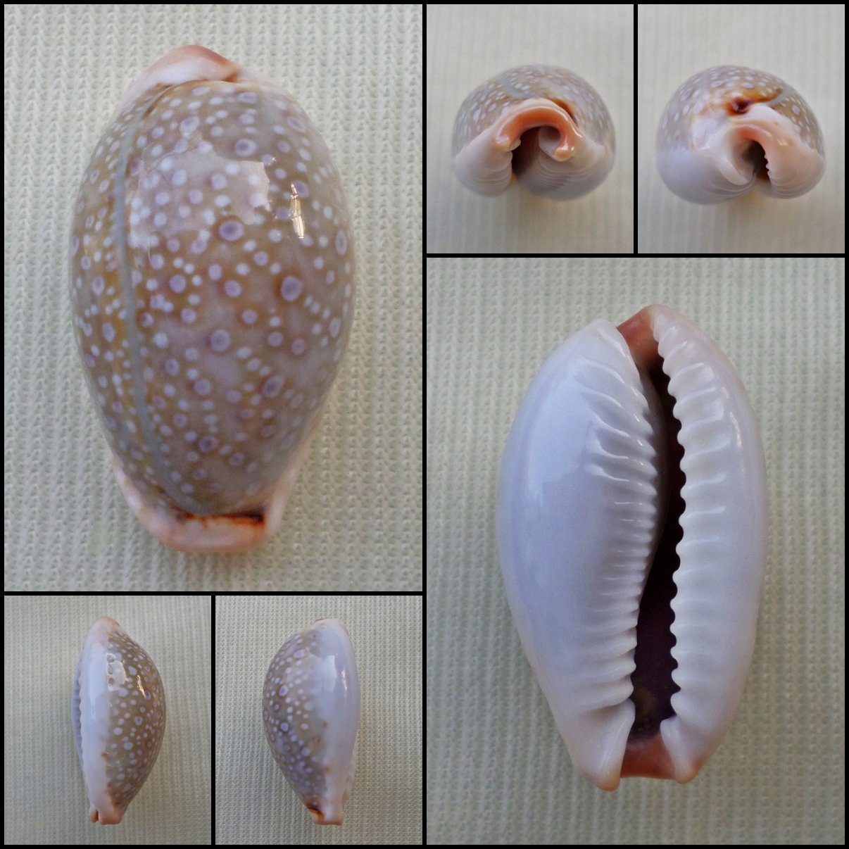 ACA37 - Erosaria boivinii 23.95mm