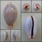 ACA37 - Erosaria boivinii 23.95mm