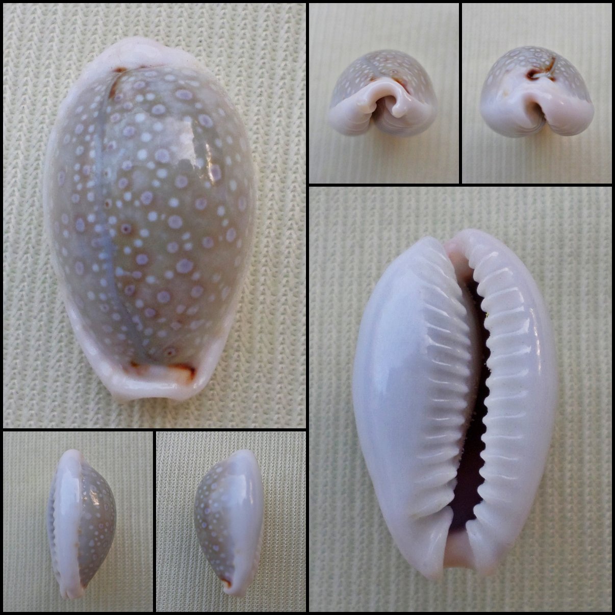 ACA39 - Erosaria boivinii 21.17mm