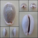 ACA39 - Erosaria boivinii 21.17mm