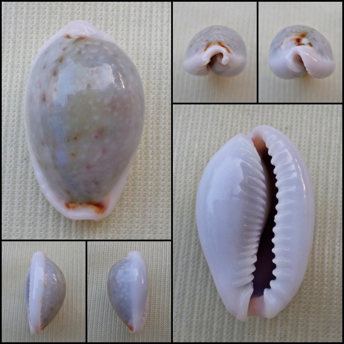 ACA40 - Erosaria boivinii 21.72mm