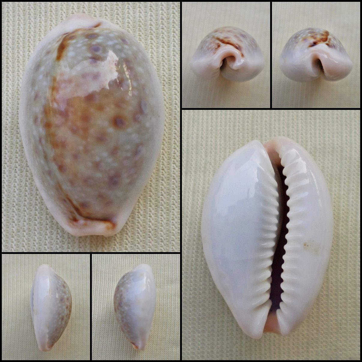 ACC12 - Erosaria boivinii 25.03mm