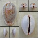 ACC12 - Erosaria boivinii 25.03mm