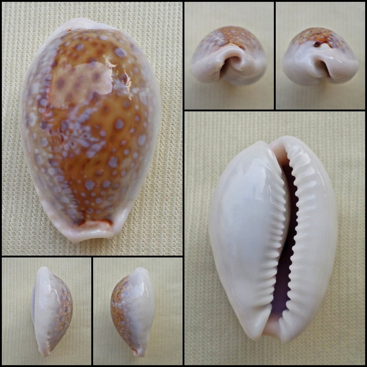 ACC11 - Erosaria boivinii 28.04mm