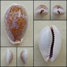 ACC11 - Erosaria boivinii 28.04mm