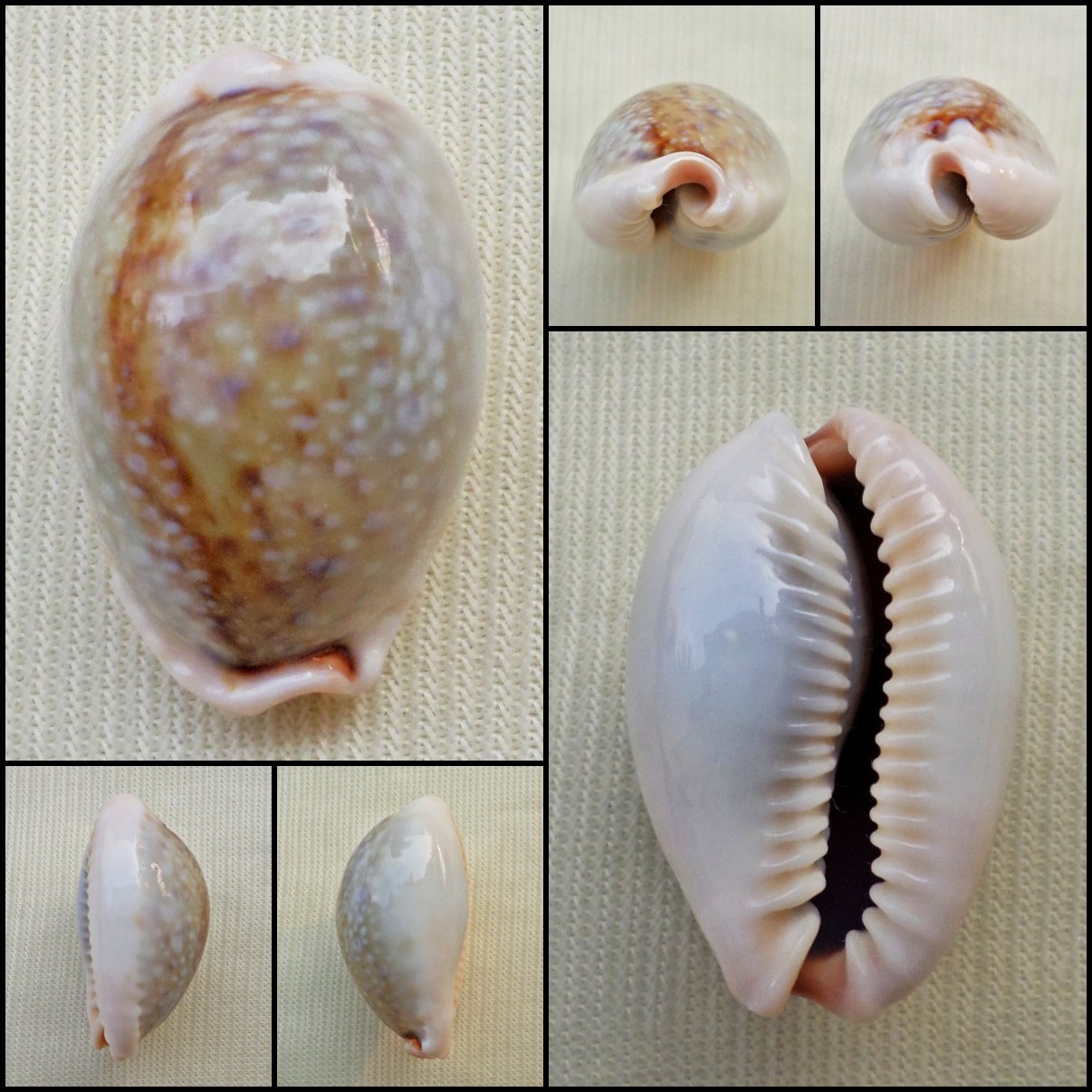 ACC15 - Erosaria boivinii 23.76mm