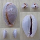 ACC23 - Erosaria boivinii 21.42mm