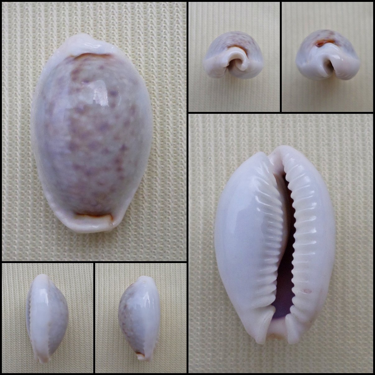 ACC28 - Erosaria boivinii 19.83mm