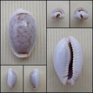 ACC28 - Erosaria boivinii 19.83mm