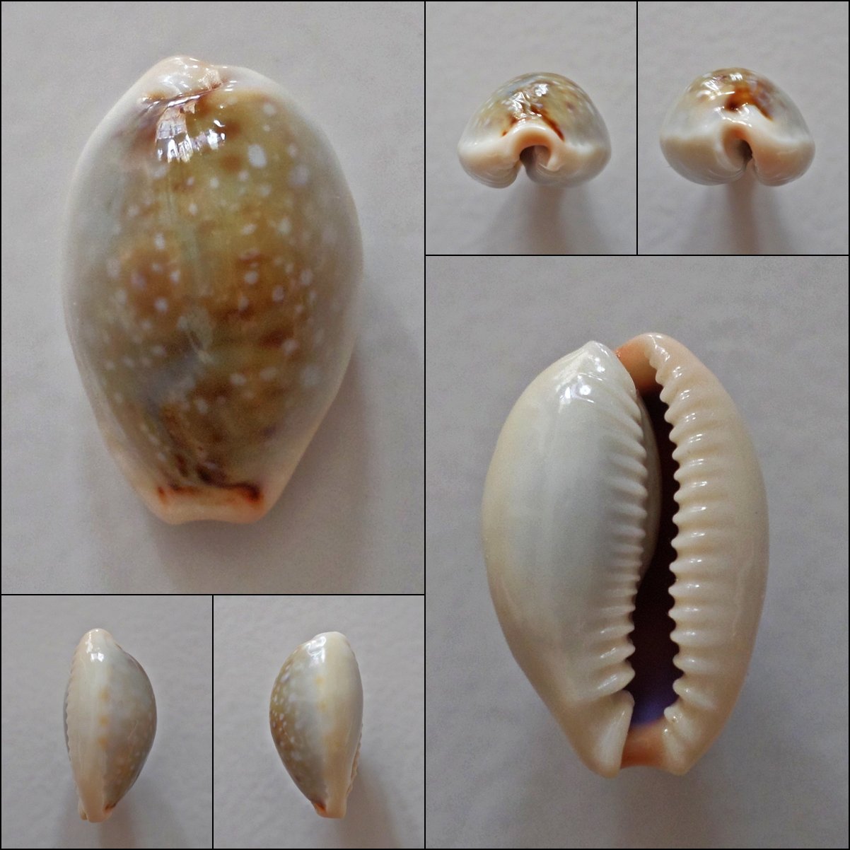 AEB11 - Erosaria boivinii 21.46mm