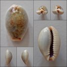 AEB11 - Erosaria boivinii 21.46mm