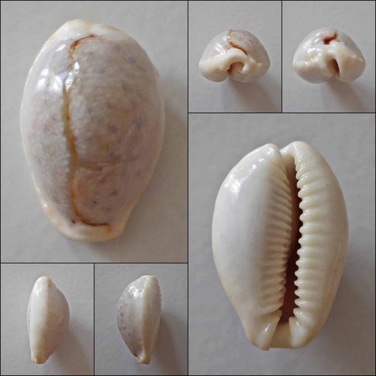 AEB14 - Erosaria boivinii 24.43mm