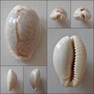 AEB14 - Erosaria boivinii 24.43mm