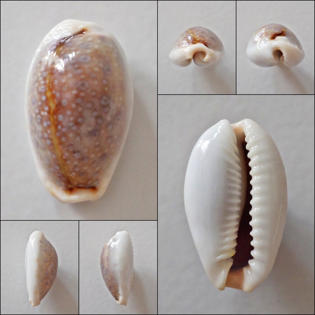AEB15 - Erosaria boivinii 22.24mm