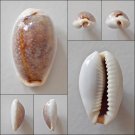 AEB15 - Erosaria boivinii 22.24mm