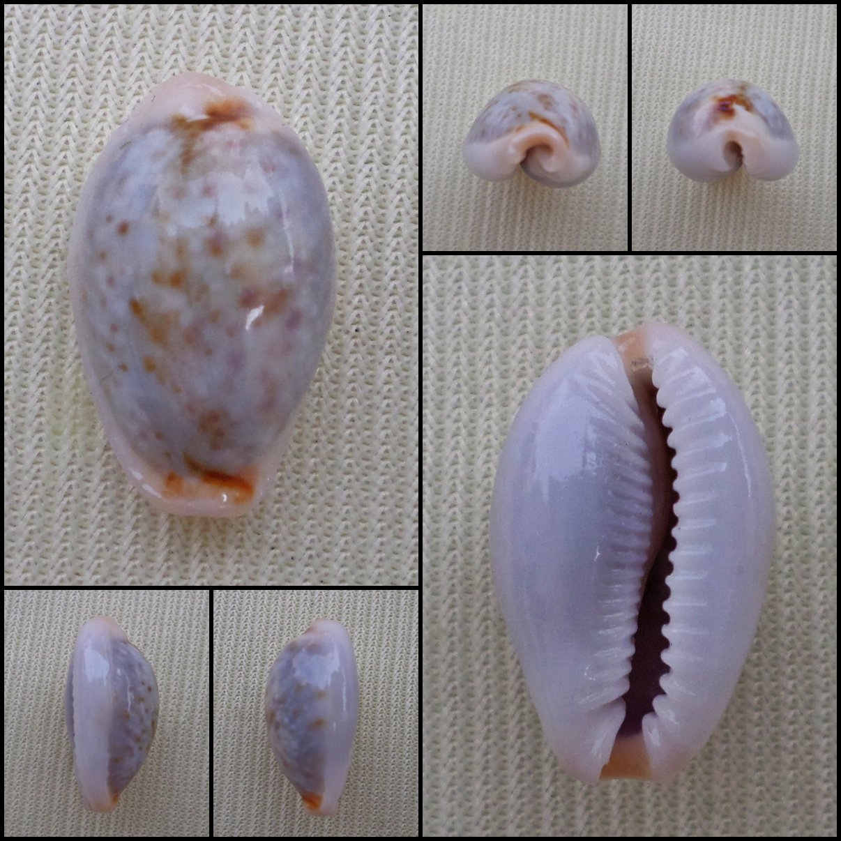 AHB03 - Erosaria boivinii 16.41mm