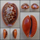 ACC01 - Erosaria helvola 27.36mm