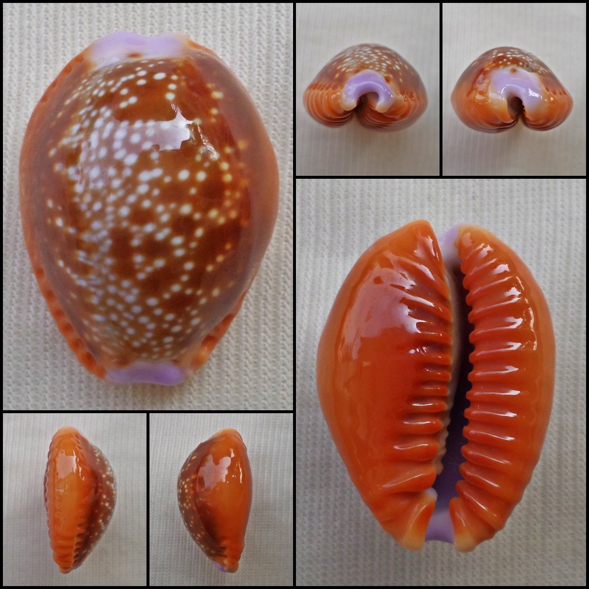 ACC04 - Erosaria helvola 24.61mm