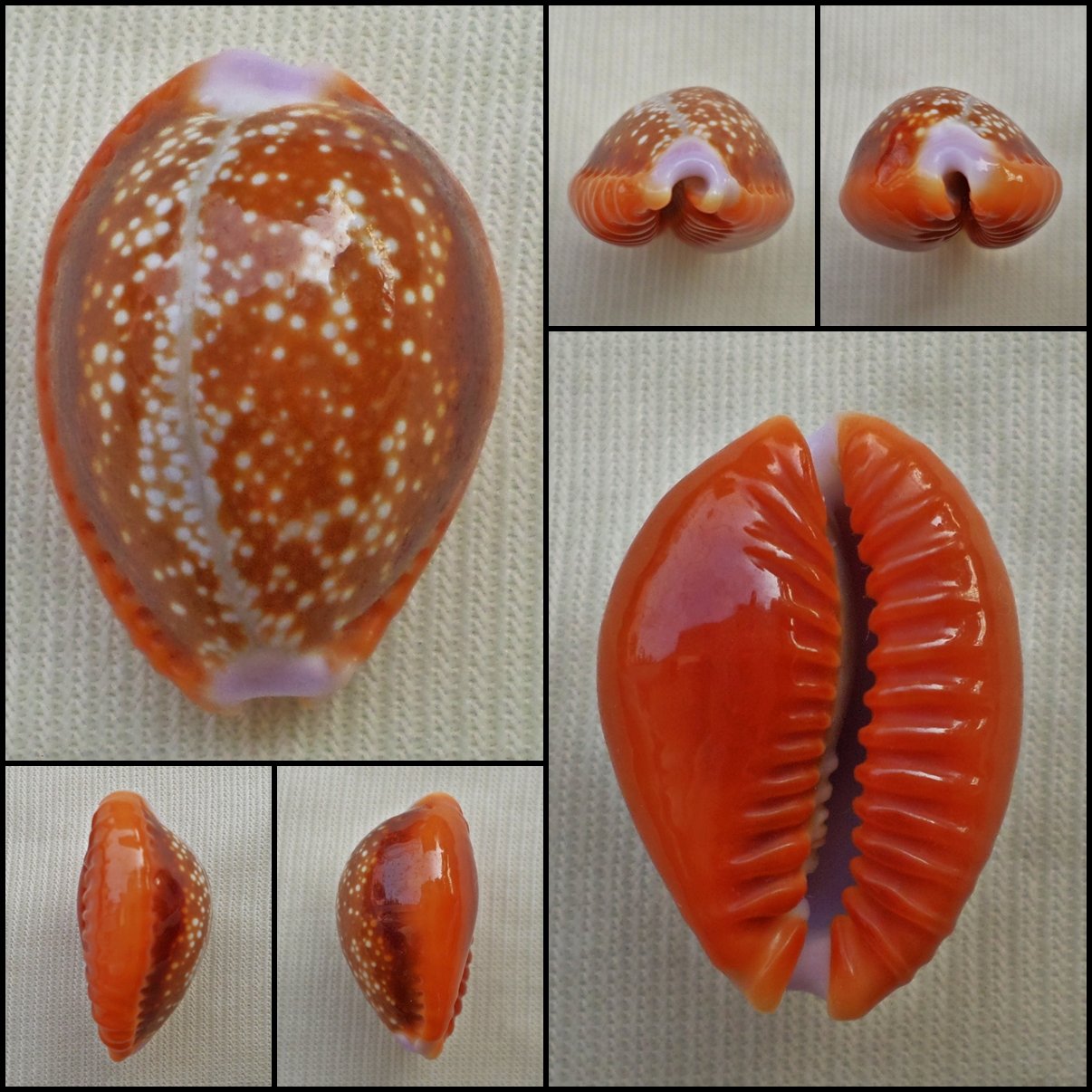 ACC07 - Erosaria helvola 23.57mm