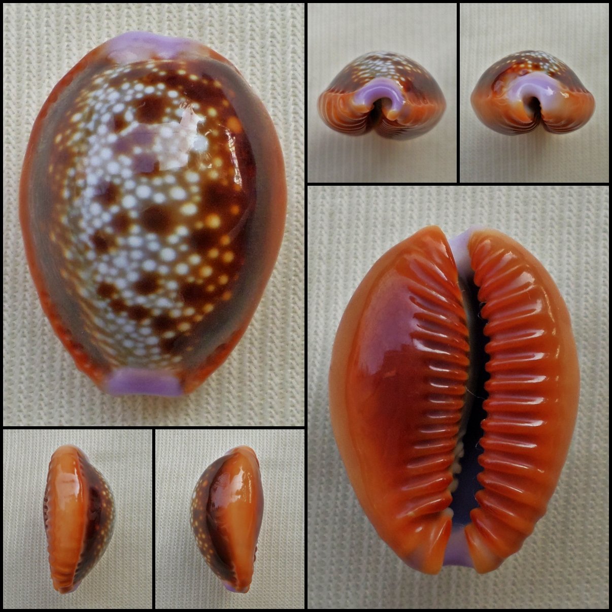 ACC08 - Erosaria helvola 22.32mm
