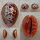 ACC08 - Erosaria helvola 22.32mm