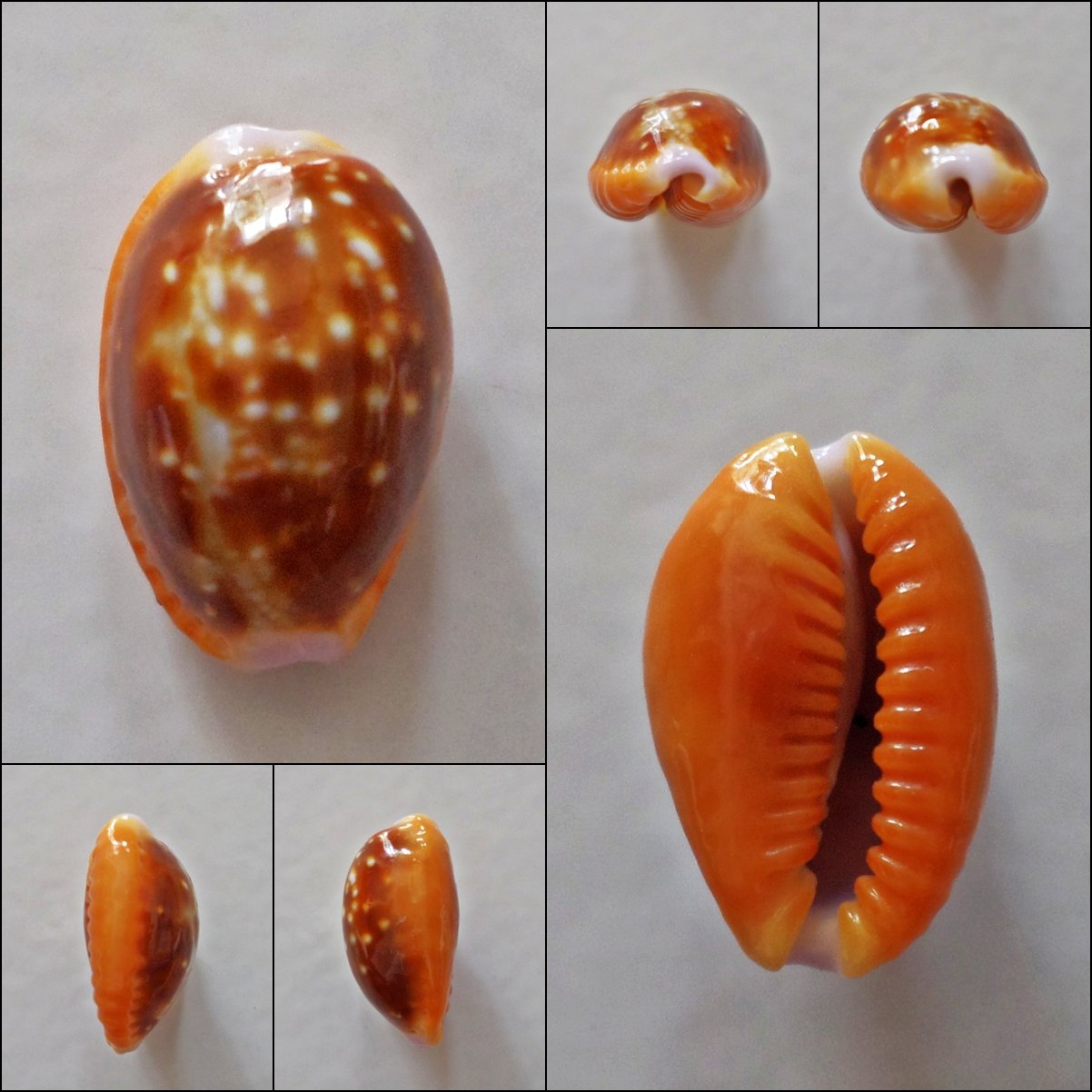 AEB07 - Erosaria helvola 14.01mm