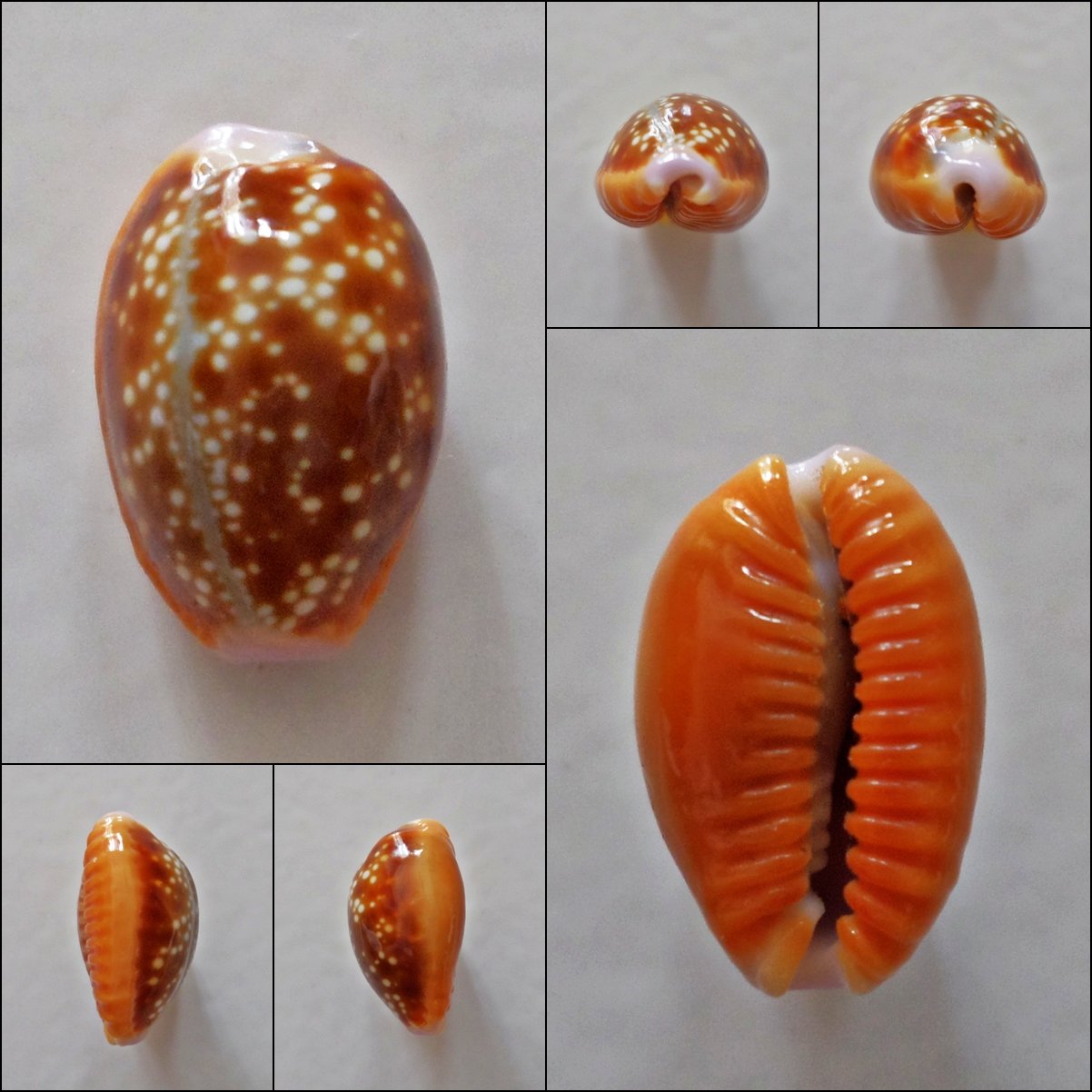 AEB08 - Erosaria helvola 13.14mm