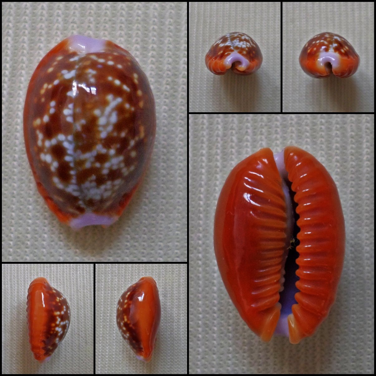 AHB09 - Erosaria helvola 15.08mm