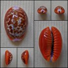 AHB09 - Erosaria helvola 15.08mm