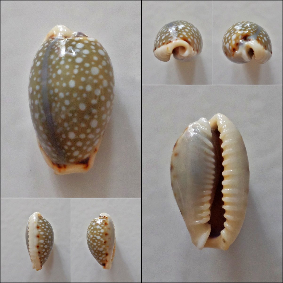 AEB09 - Erosaria labrolineata 12.93mm