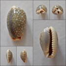 AEB09 - Erosaria labrolineata 12.93mm