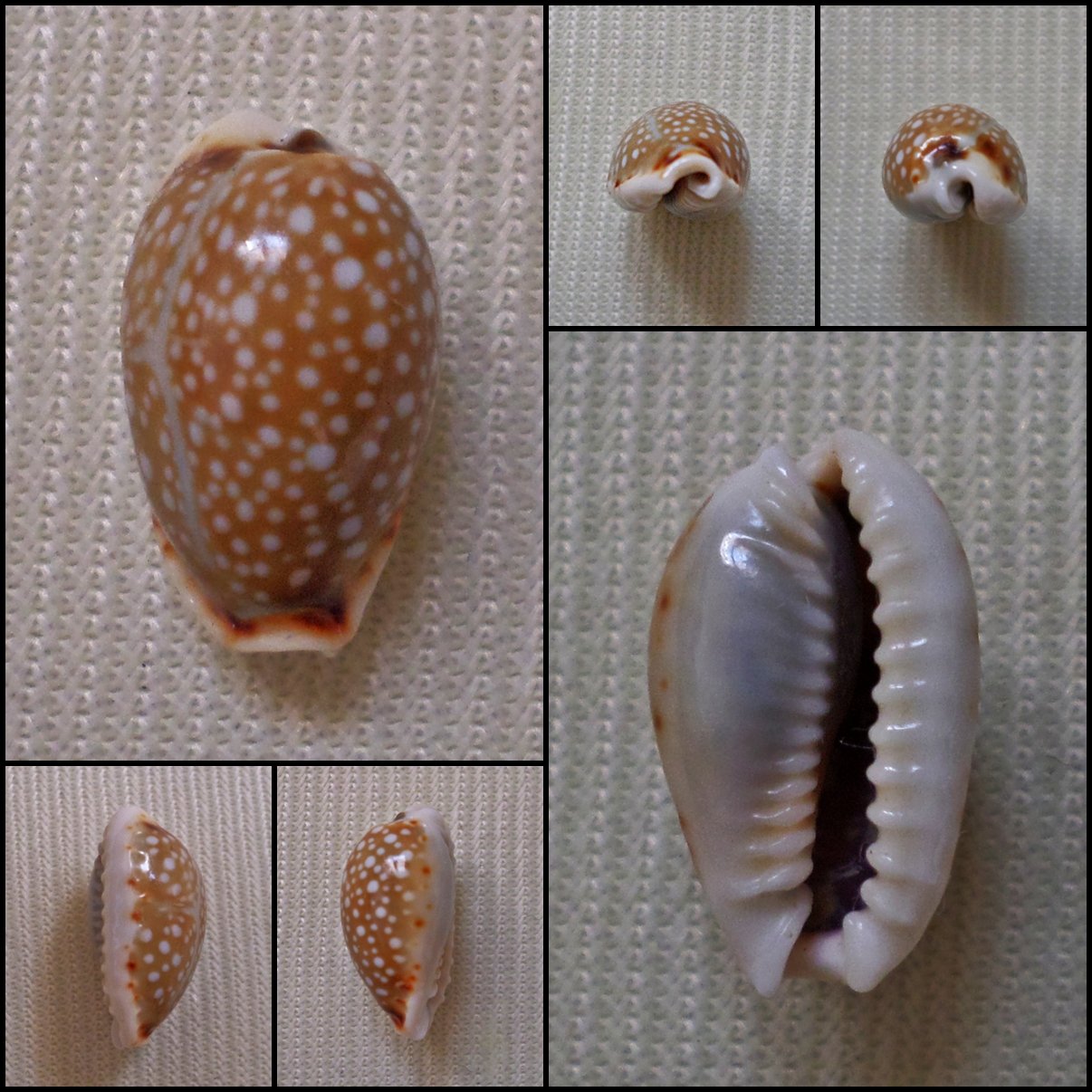 AHB10 - Erosaria labrolineata 12.58mm
