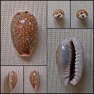 AHB10 - Erosaria labrolineata 12.58mm
