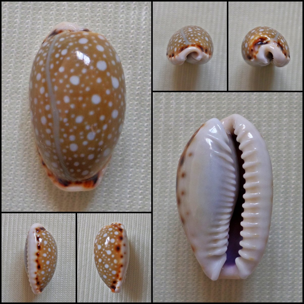 AHB18 - Erosaria labrolineata 17.95mm