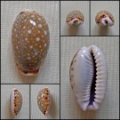 AHB18 - Erosaria labrolineata 17.95mm