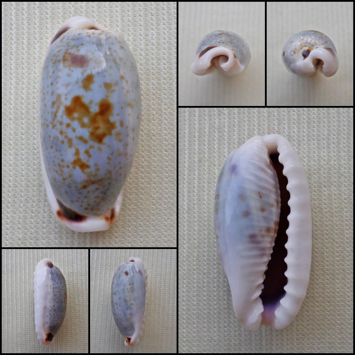 ACB06 - Erronea cylindrica cylindrica 22.34mm