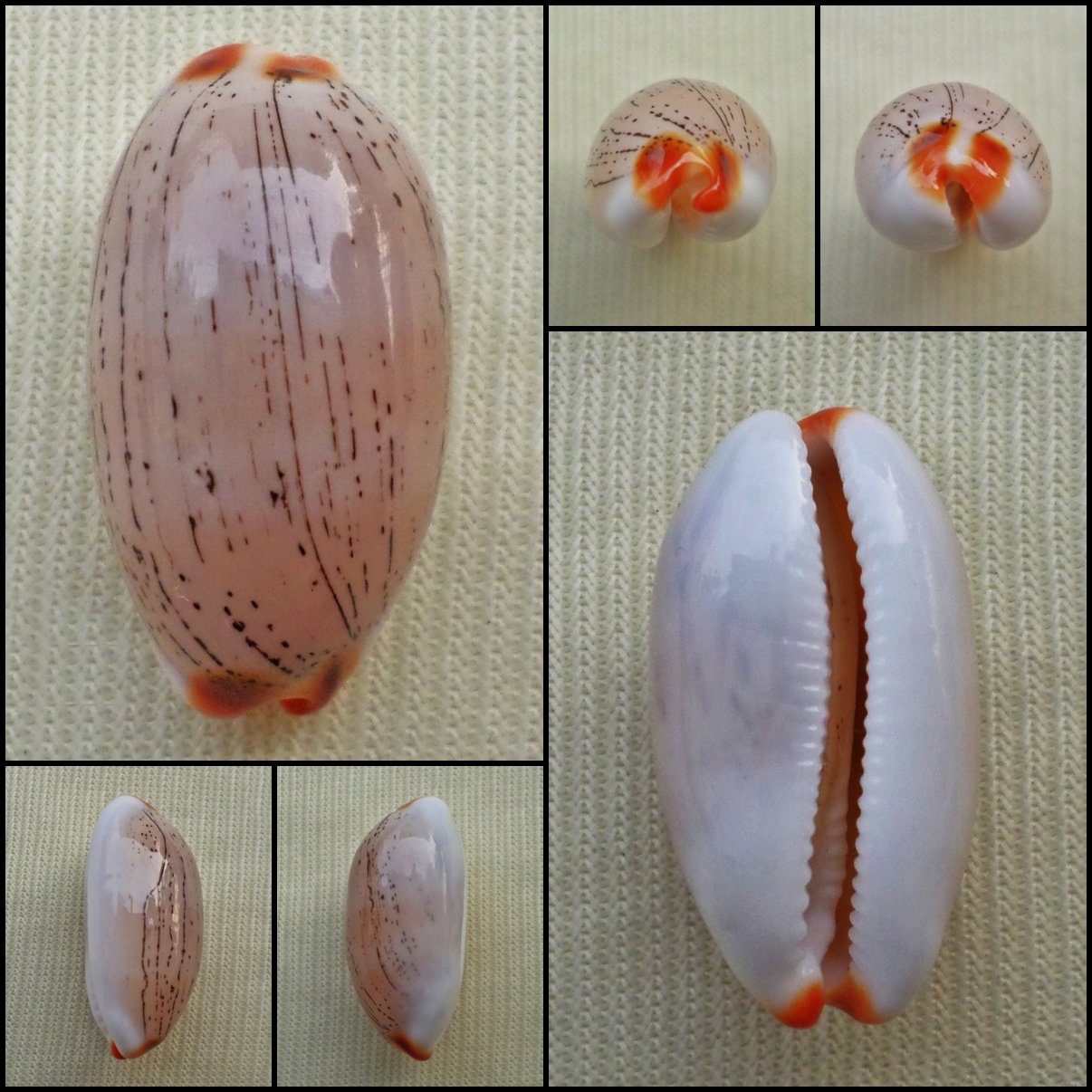 ACC20 - Luria isabella 21.32mm