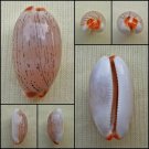 ACC20 - Luria isabella 21.32mm