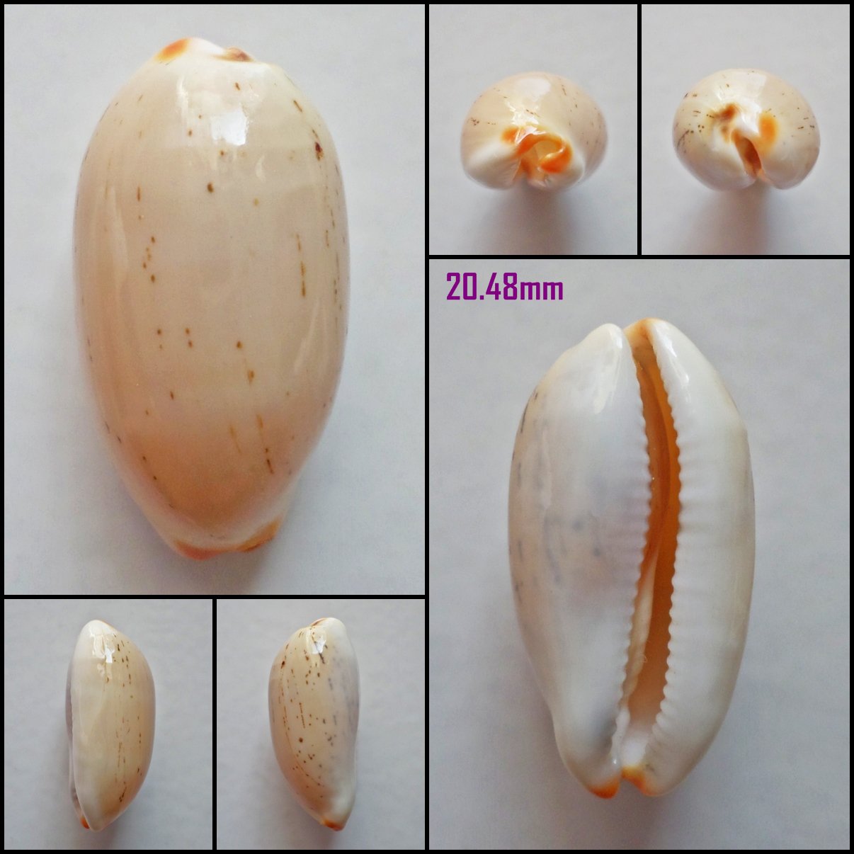 AFA16 - Luria isabella 20.48mm