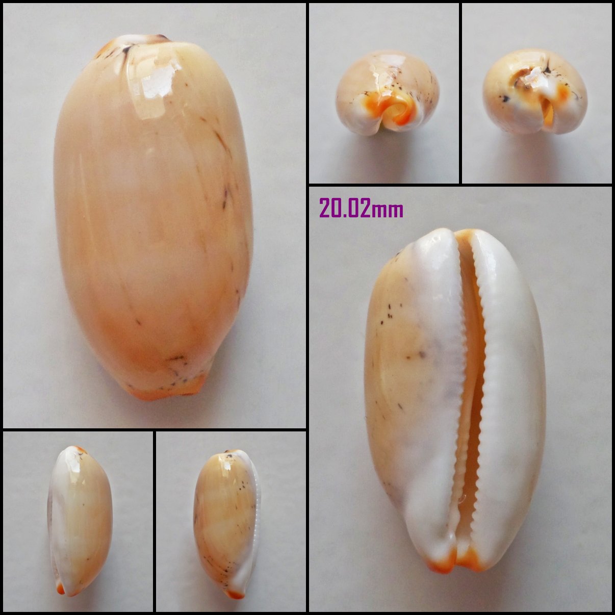 AFA17 - Luria isabella 20.02mm