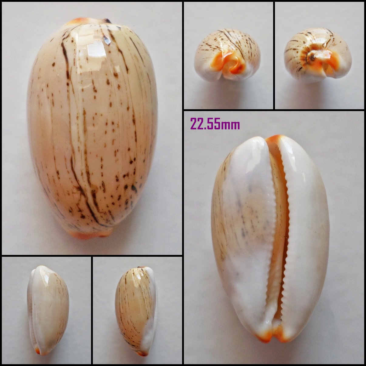 AFA18 - Luria isabella 22.55mm